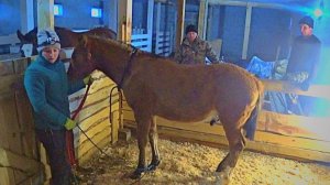 60 лет живу такого не видел! Как кастрировали жеребца в возрасте 8 месяцев.