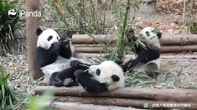 The Spring Entertainment Of Giant Pandas | IPanda