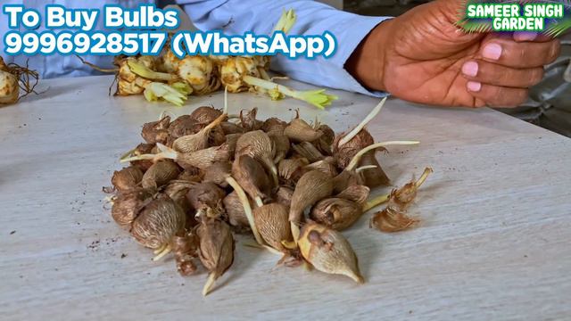 रामविलास जी से जानिए सर्दियों में लगाये जाने वाले बल्ब वाले फूलों के बारे में || Winter Flower Bulb смотреть онлайн