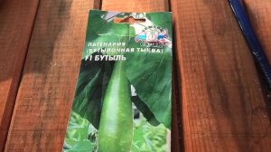 выращивание лагинарии,рассада