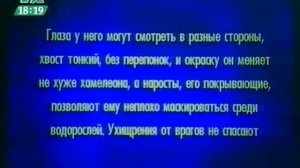 Своя игра. Подольный - Неумывакина - Ефимов (17.12.2005)