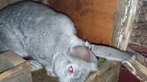 самые частые болезни кроликов и лечение