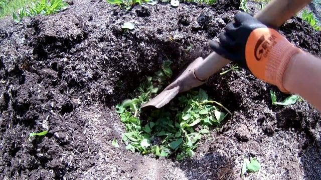 ПРОВЕРЕННЫЙ СПОСОБ. ПОСАДКА КАБАЧКОВ В ОТКРЫТЫЙ ГРУНТ