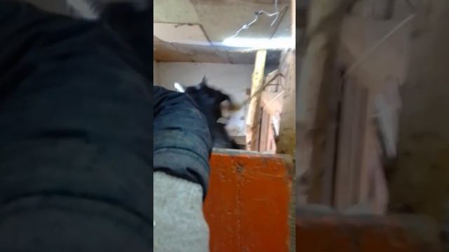 Воспитание козла. Содержание козла. Кормление козла смотреть онлайн