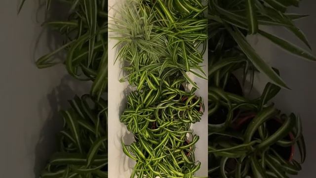 Душ или опрыскивать ? 🧐 #домашниерастения #дом #уходзарастениями #хлорофитум