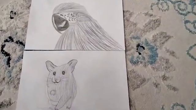 Попугай и мышка. Рисунки карандашом ✍️✏️ смотреть онлайн