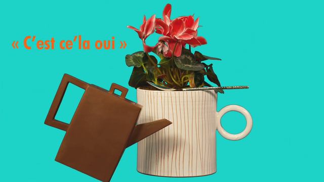 C'est ce la oui #Cyclamen смотреть онлайн