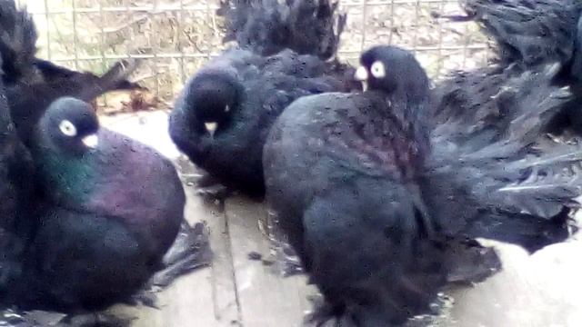 Ростовские статные качуны (Черные безчубые) смотреть онлайн
