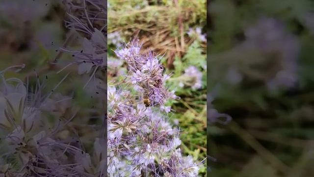 Пчёлы собирают мед с фацелии, июль 2020 г. смотреть онлайн