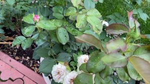 РОЗЫ. СПАСАЙТЕ РОЗЫ от БОЛЕЗНИ «ЛМР». ЛОЖНАЯ МУЧНИСТАЯ РОСА. ПРЕПАРАТЫ ДЛЯ ЛЕЧЕНИЯ.