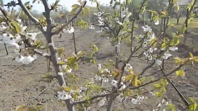 Черешня Ипуть cerasus avium iput #Ипуть #саженцы #ягода смотреть онлайн