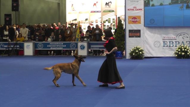 Танцы с собаками "Евразия 2014". Dog Dancing. Canine Freestyle. смотреть онлайн