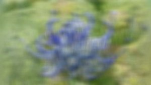 КОЛЬНИК  (PHYTEUMA)  сем. Колокольчиковые