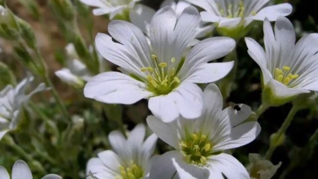 СУПЕР почвопокровник для цветников ? Ясколка войлочная ? Cerāstium tomentōsum.mp4 смотреть онлайн