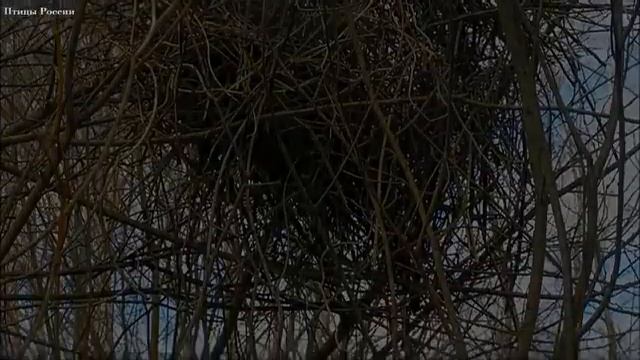 Викторина Птицы и пословицы смотреть онлайн