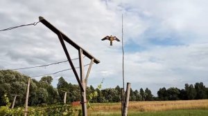 Динамический отпугиватель птиц