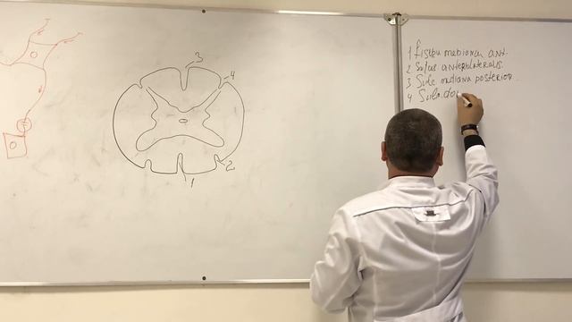 Спинной мозг. Строение. Рефлекторная дуга. Spinal cord structure смотреть онлайн