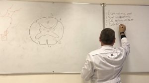 Спинной мозг. Строение. Рефлекторная дуга.  Spinal cord structure