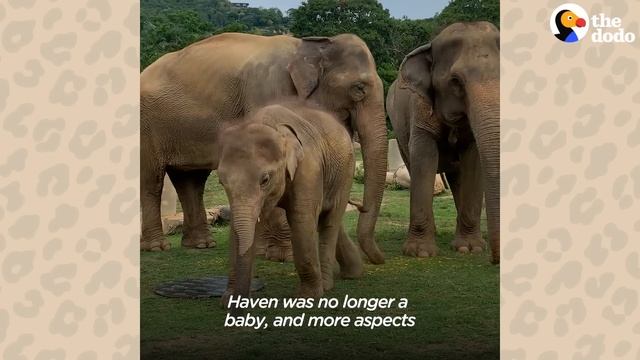 Teenage Elephant Loves Going For Swims Behind His Mom's Back | The Dodo Go Wild смотреть онлайн