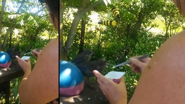Ручные скворцы смотреть онлайн