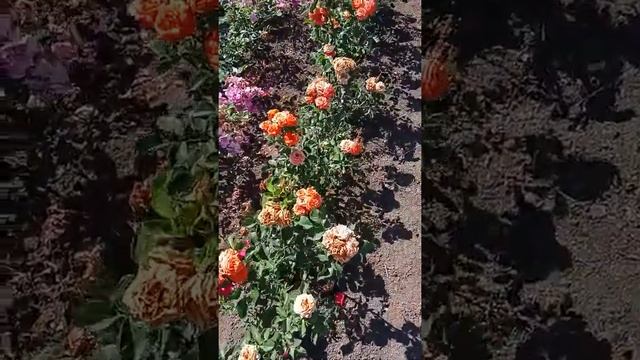 Розы Блю Бой, Келли и Томанга. Татьянин сад. смотреть онлайн