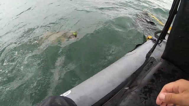 MAGNIFIQUE COMBAT D'UN BROCHET AU SKELETON 18CM - DELALANDE PÊCHE смотреть онлайн