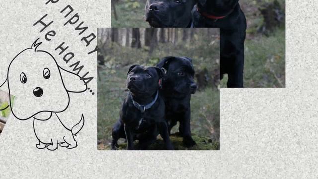 #друзьямировесникам Денис и его стаффи друзья forever смотреть онлайн