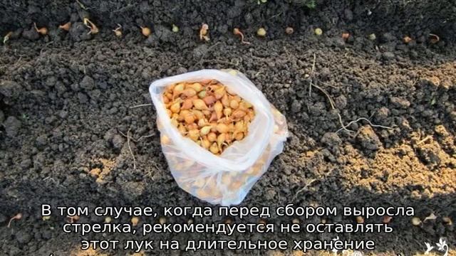 Когда сажать лук севок на Урале смотреть онлайн