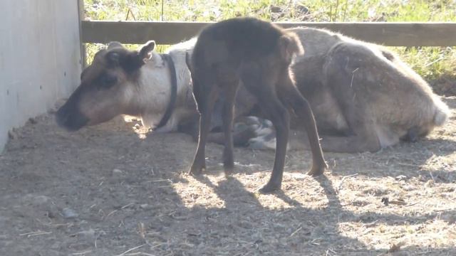 Она такая маленькая смотреть онлайн