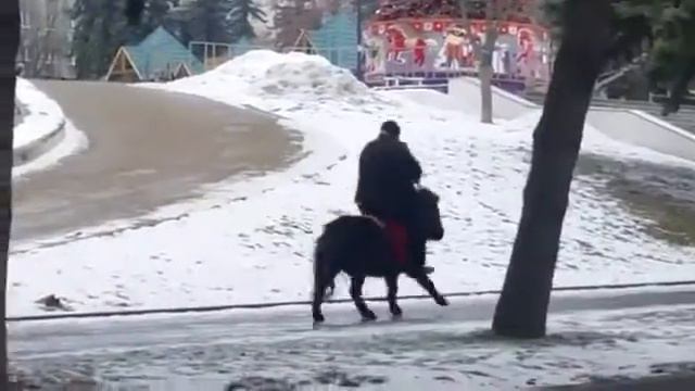 Джигит из Пятигорска передвигается на выносливом пони, 16.02.2017 смотреть онлайн