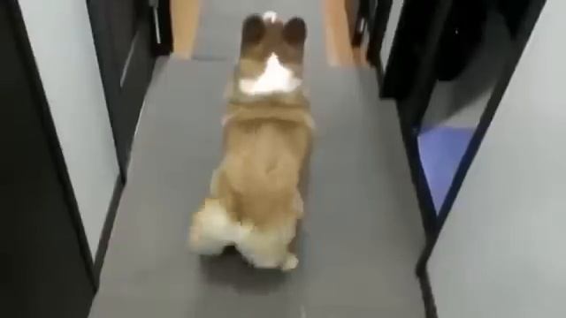 Собака трясет попой смотреть онлайн