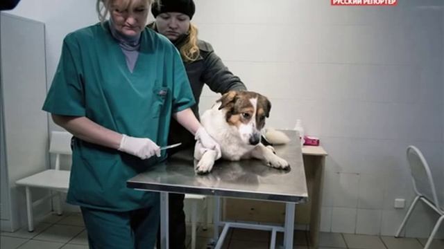 Люди, звери. Дневник репортера смотреть онлайн