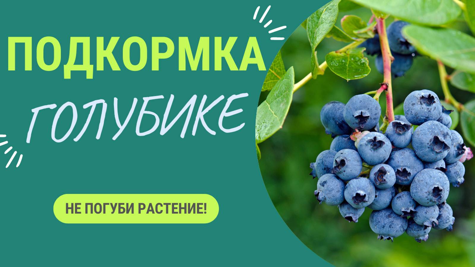 Обязательные подкормки голубики в конце сезона. Это НУЖНО сделать, чтоб не погубить растение! смотреть онлайн