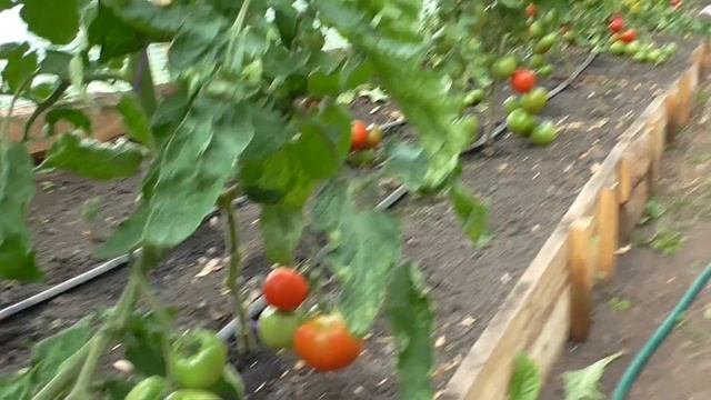 Болезни помидор, столбур томата смотреть онлайн