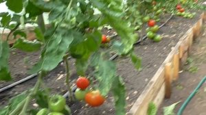 Болезни помидор, столбур томата