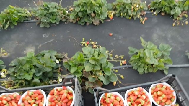 Выращивание клубники по Лабински. Клубника АДА. Малина Маравилла. @лабинская ягода смотреть онлайн