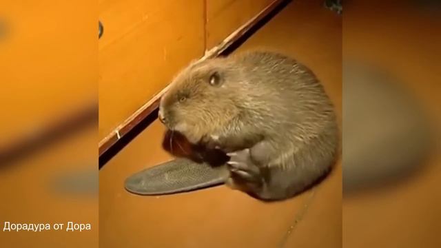 241. HFM COUB BEST CUBE Coub Приколы 2024 entertainment show, video collection from all over the wor смотреть онлайн