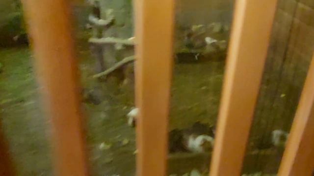 Бакинский Зоопарк (Часть 3) смотреть онлайн