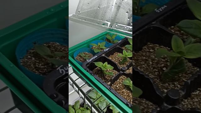 Черенки петунии желтеют/ 9й день укоренения/ корней нет #garden #петуния #черенки смотреть онлайн