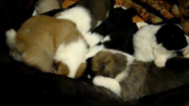 Жизнь собачья 2