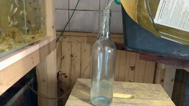 Инфузория стартовый корм для мальков / Как очистить и промыть инфузорию перед кормлением малька смотреть онлайн