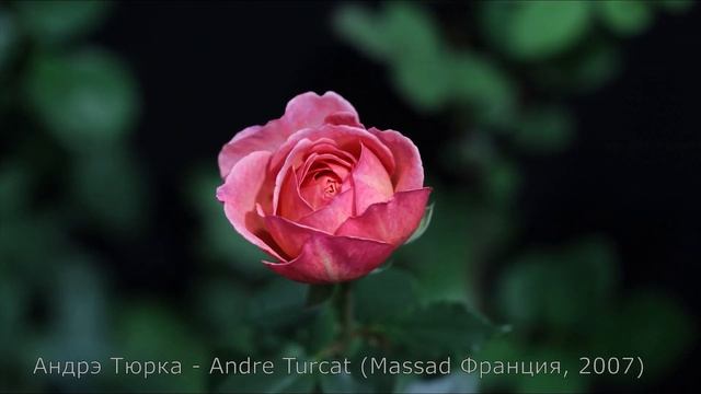 Как распускается роза Андрэ Тюрка - Andre Turcat (Massad Франция, 2007) смотреть онлайн