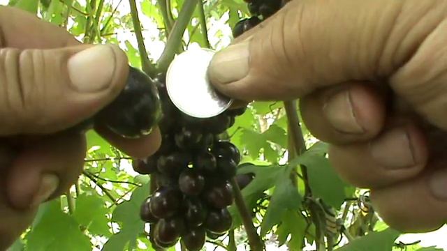 ГФ ВИНОГРАДА КАТАЛОНИЯ Бурдак А В смотреть онлайн