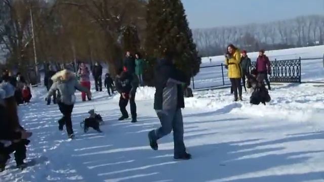 Арчи цвергшнауцер смотреть онлайн