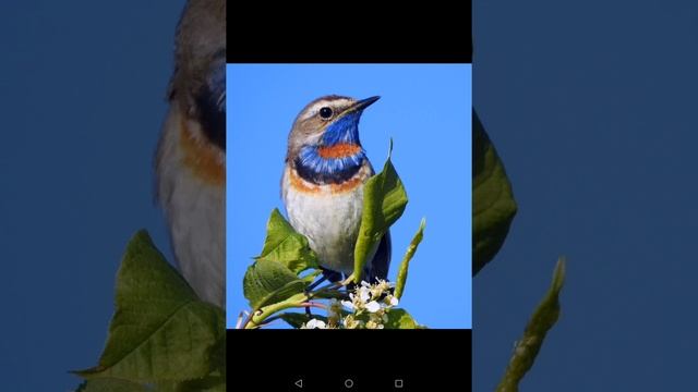 Варакушка. Часть 2. Краткое содержание для начинающих бердеров. Birds of eden. смотреть онлайн