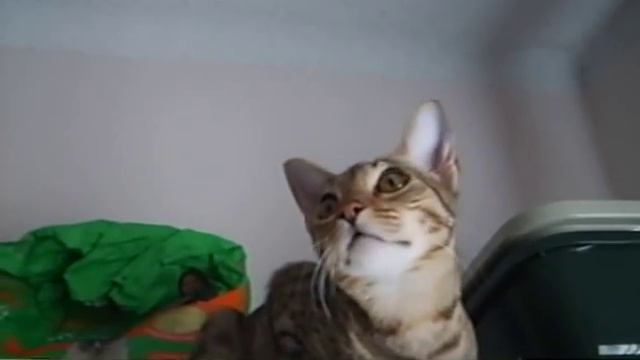 Ocicat Meow смотреть онлайн