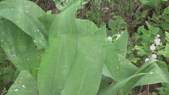 В.Кочетков. Мать-природа. На велосипеде по весеннему лесу. смотреть онлайн