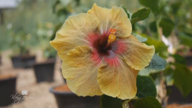 Hibiscus 'Taiwan Formosa Happiness Smile' смотреть онлайн
