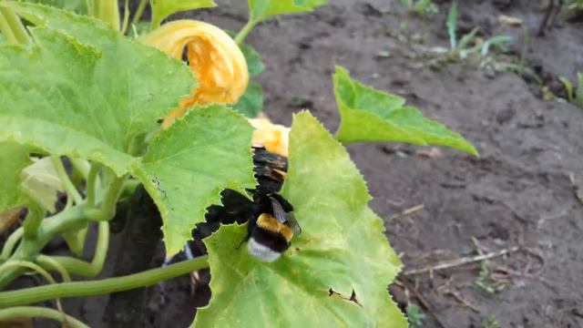Большой шмель на даче. природа 2017. Волгоград смотреть онлайн