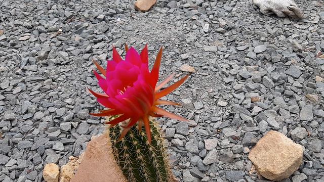 Cactus Jerk S1E229 Wild Mix of Parents смотреть онлайн
